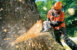 Husqvarna chainsaw in action